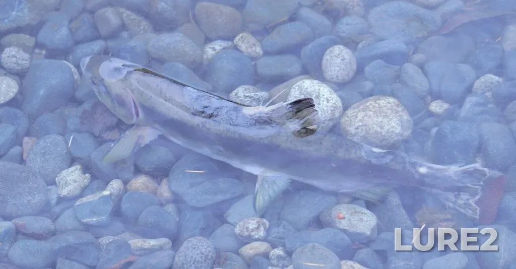 Pink salmon — Nanaimo River, Oct 05, 2024, 5:54 PM
