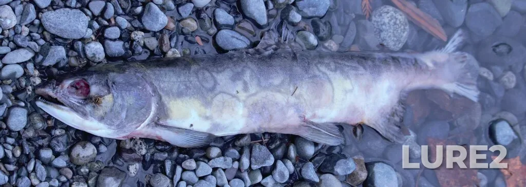 Pink salmon — Nanaimo River, Oct 05, 2024, 5:54 PM