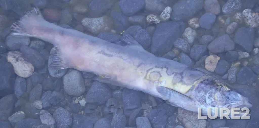 Pink salmon — Nanaimo River, Oct 05, 2024, 5:54 PM