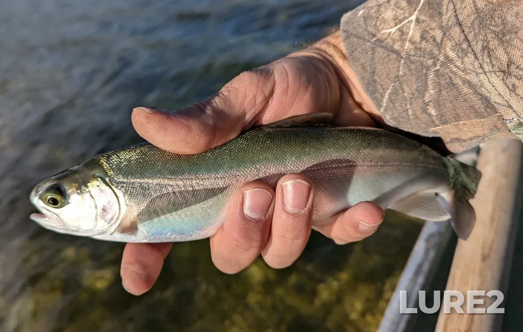 Rainbow trout — Lodgepole Lake, Oct 05, 2024, 4:10 PM