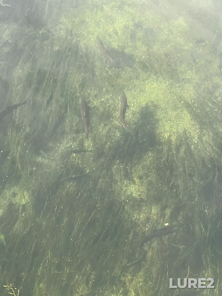 Sockeye salmon — Okanogan River, Oct 03, 2024, 3:08 PM