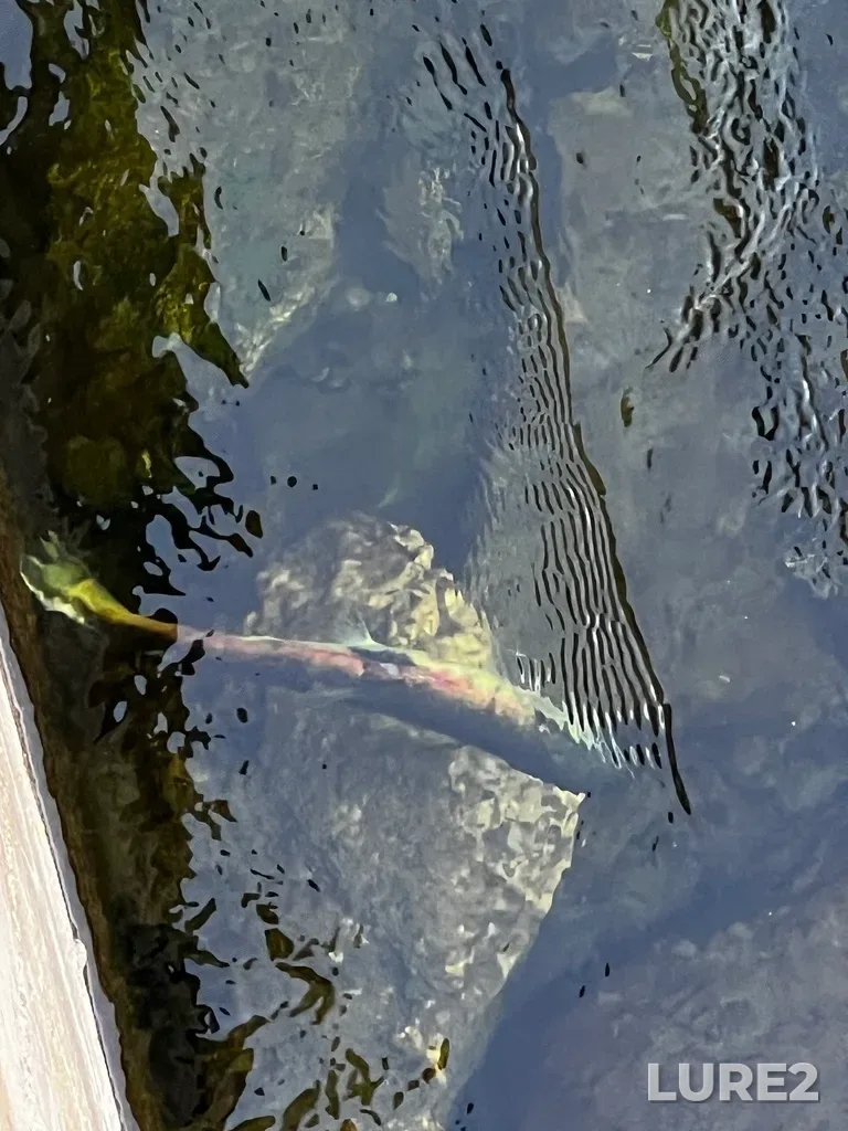 Sockeye salmon — Okanogan River, Oct 03, 2024, 2:57 PM