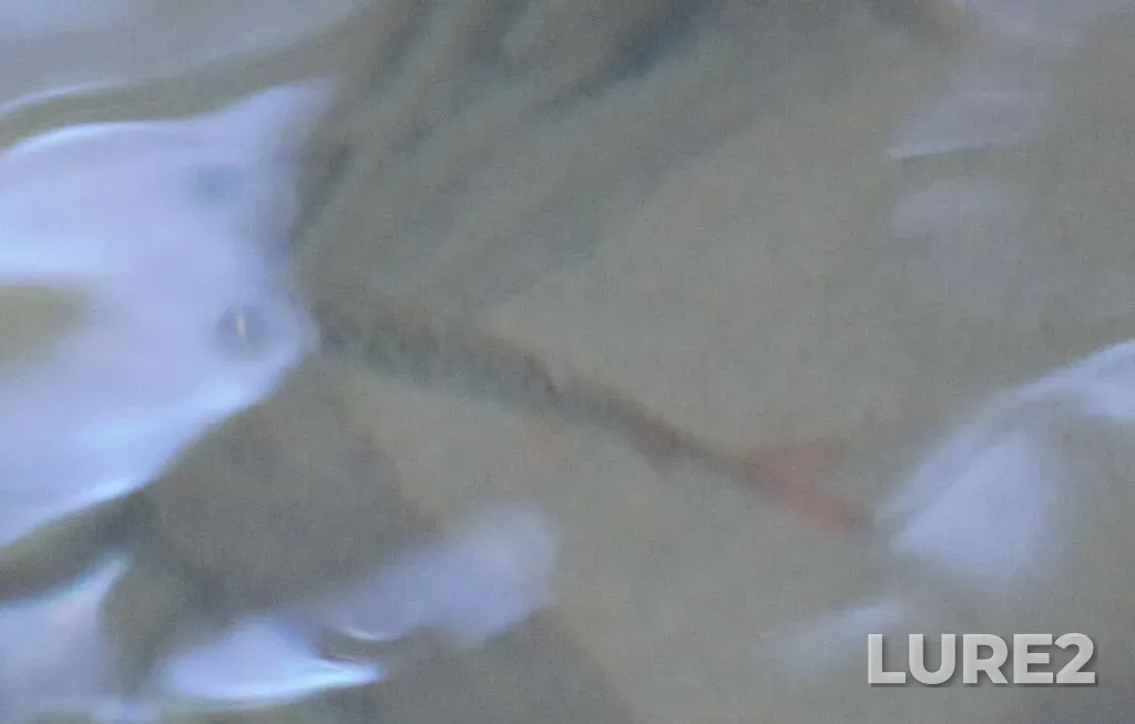 Coho salmon — Little Qualicum River, Oct 06, 2024, 5:05 PM