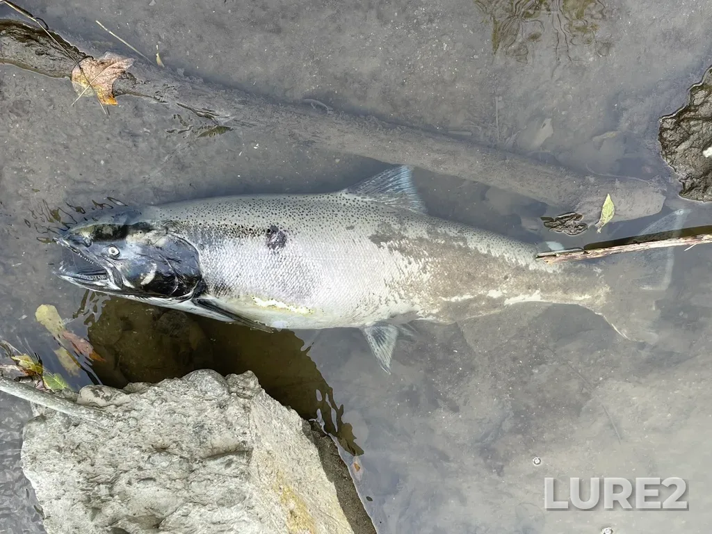 Chinook salmon — Rouge River, Oct 06, 2024, 1:44 PM