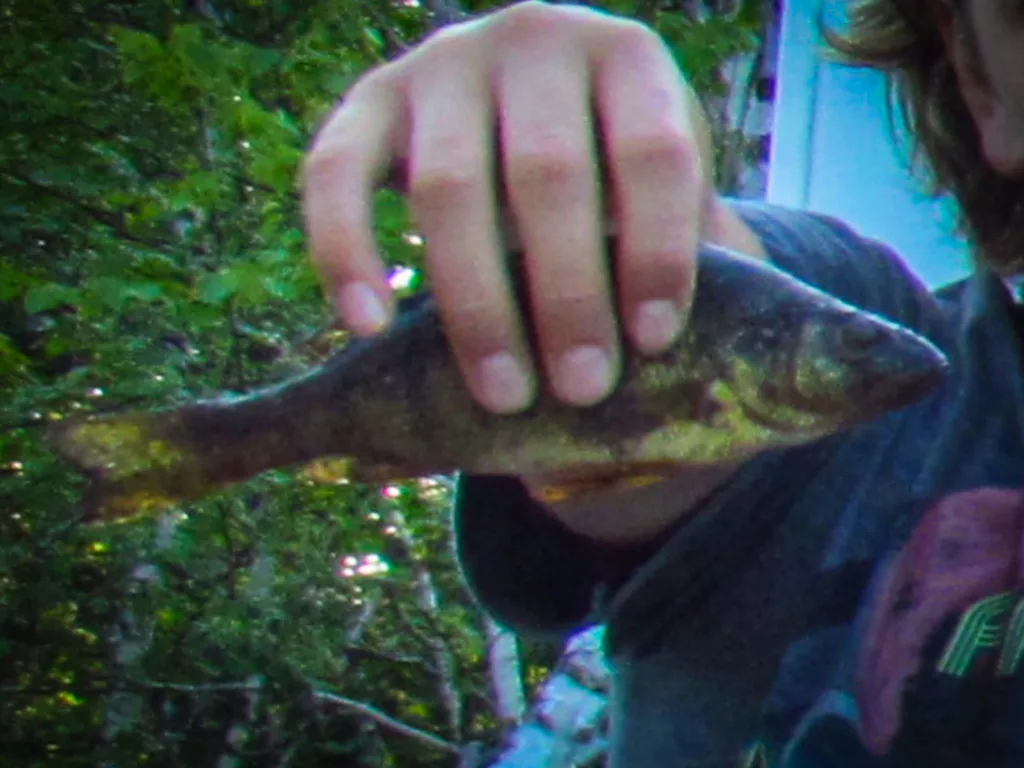 Yellow perch — Étang des Îles, Aug 7, 2014