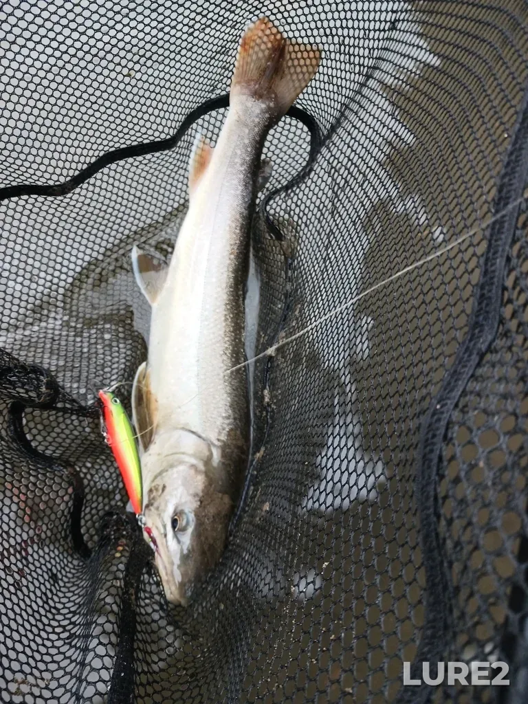 Bull trout — Wapiti River, Oct 07, 2024, 6:28 PM