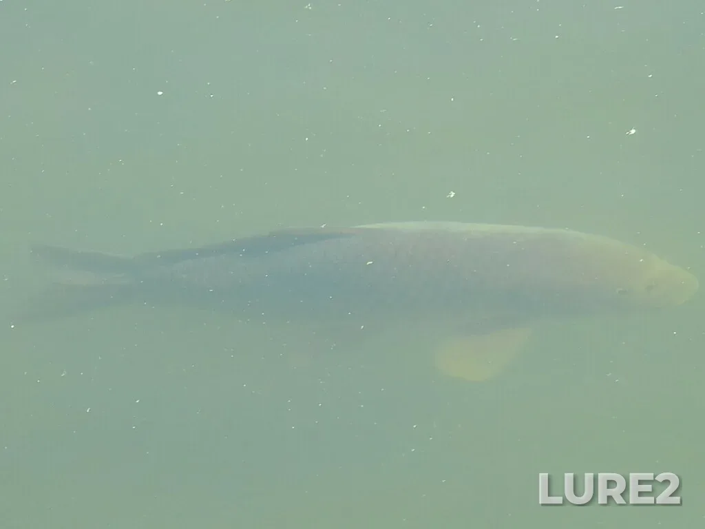 Carp — Speed River, Oct 02, 2022, 2:40 PM