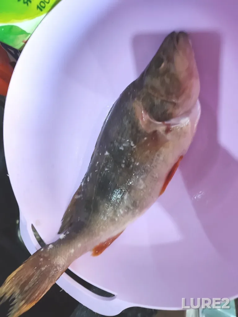 Perch — Don, Oct 12, 2024, 3:03 PM