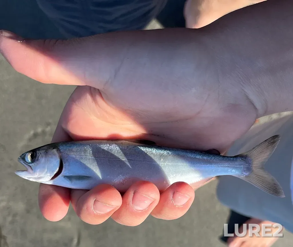 Sockeye salmon — Port San Juan, Oct 12, 2024, 3:16 PM