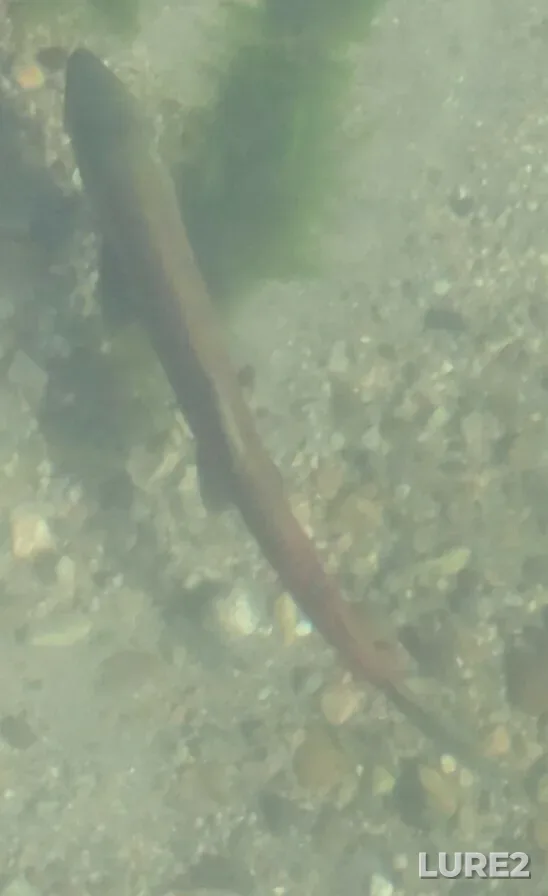 Sockeye salmon — Okanogan River, Oct 12, 2024, 9:54 AM