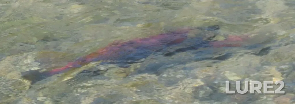 Sockeye salmon — Okanogan River, Oct 12, 2024, 10:55 AM