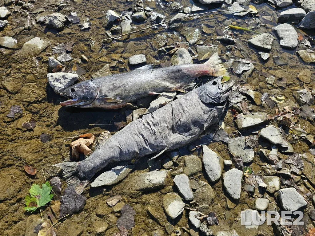 Chinook salmon — Humber River, Oct 12, 2024, 11:03 AM
