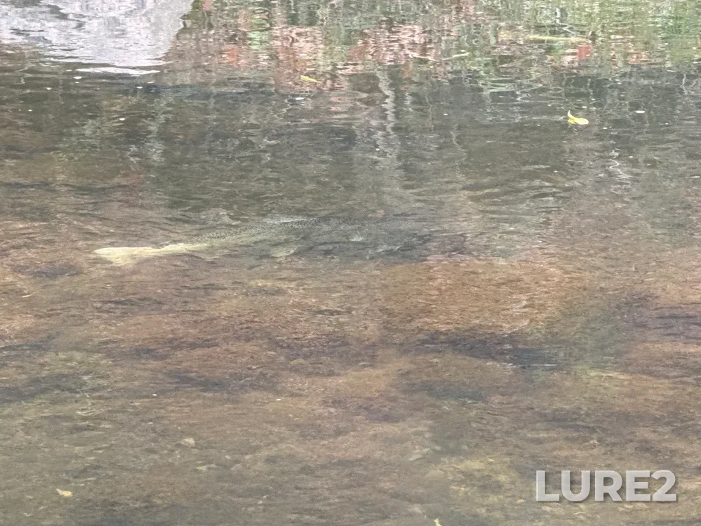 Chinook salmon — Don River, Oct 13, 2024, 11:54 AM