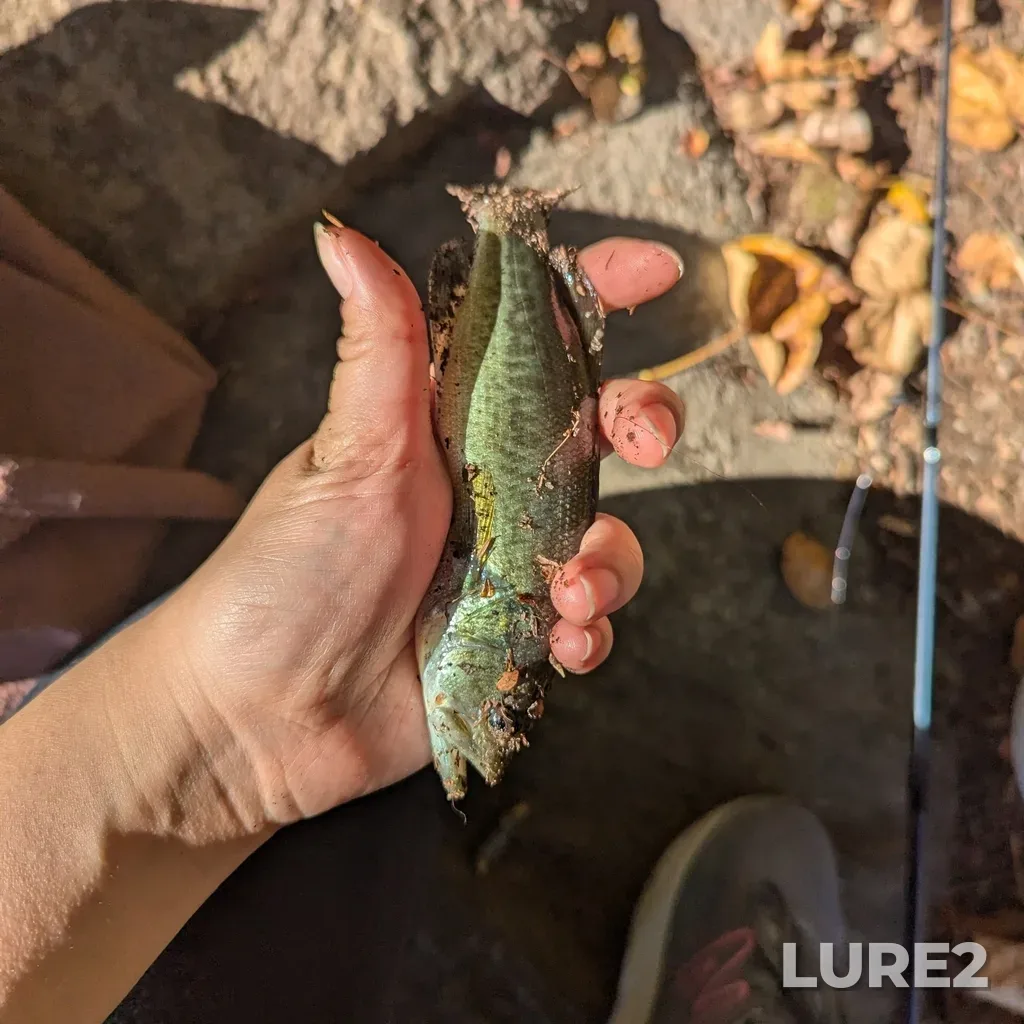 Largemouth bass — Beaver Lake, Oct 13, 2024, 12:28 PM