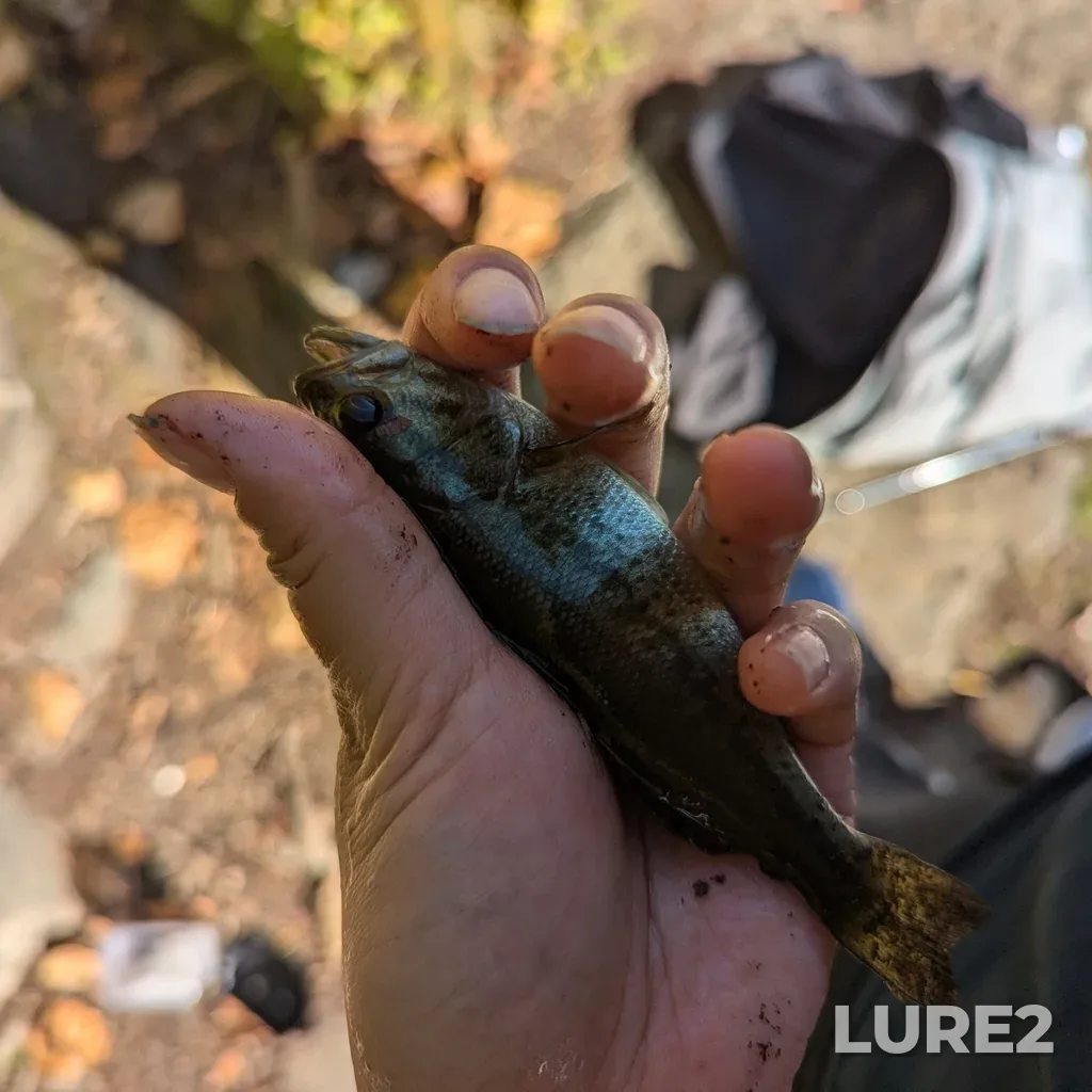 Largemouth bass — Beaver Lake, Oct 13, 2024, 12:49 PM