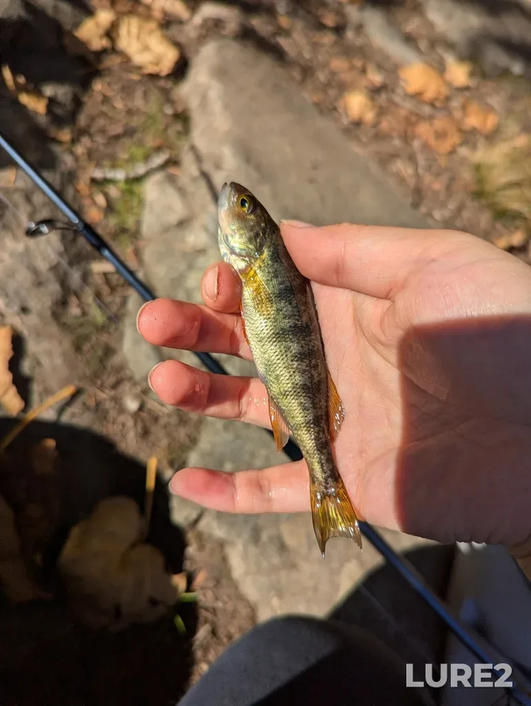 Yellow perch — Beaver Lake, Oct 13, 2024, 1:35 PM