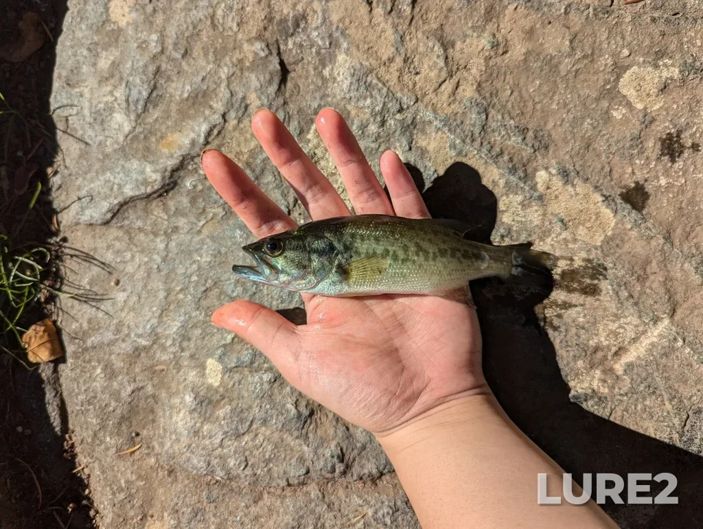 Largemouth bass — Beaver Lake, Oct 13, 2024, 1:36 PM
