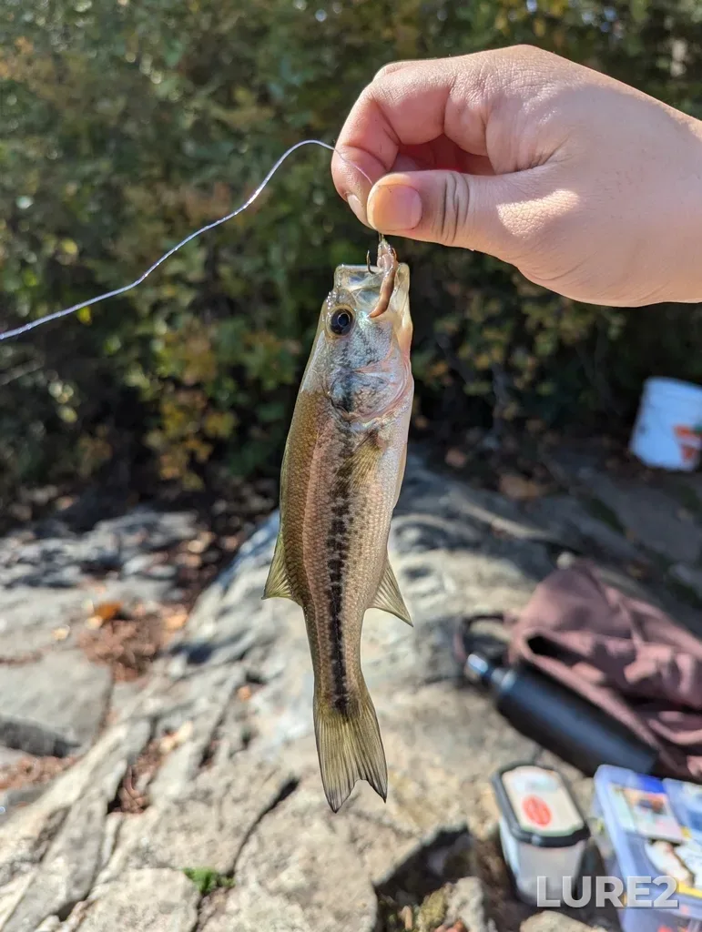 Largemouth bass — Beaver Lake, Oct 13, 2024, 1:40 PM