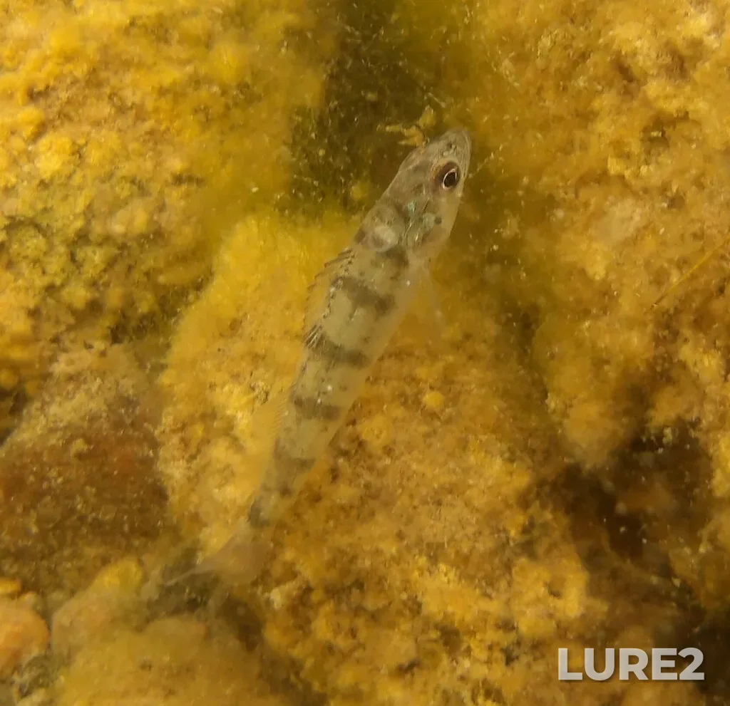 Yellow perch — Clear Lake, Oct 10, 2024, 2:30 PM