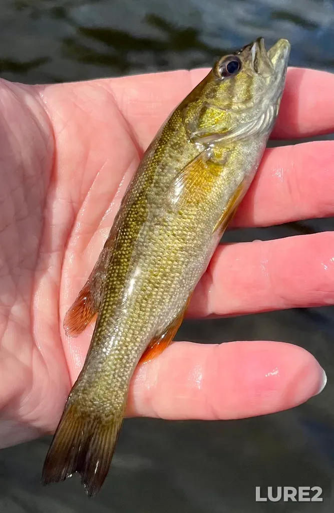 Smallmouth bass — Fancy Lake, Sep 28, 2024, 12:59 PM