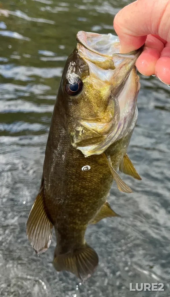 Smallmouth bass — Fancy Lake, Sep 28, 2024, 12:48 PM