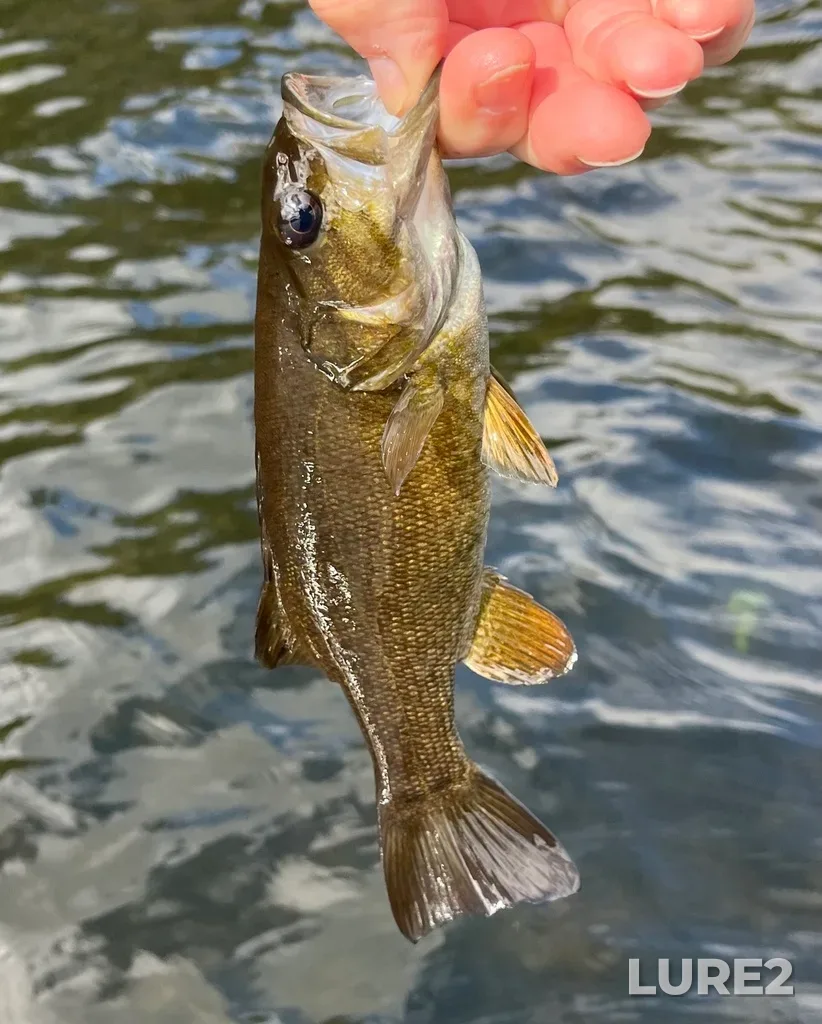 Smallmouth bass — Fancy Lake, Sep 28, 2024, 12:41 PM