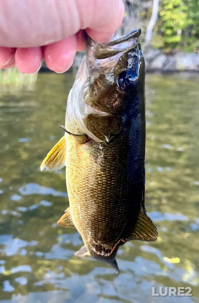 Smallmouth bass — Fancy Lake, Sep 28, 2024, 12:23 PM