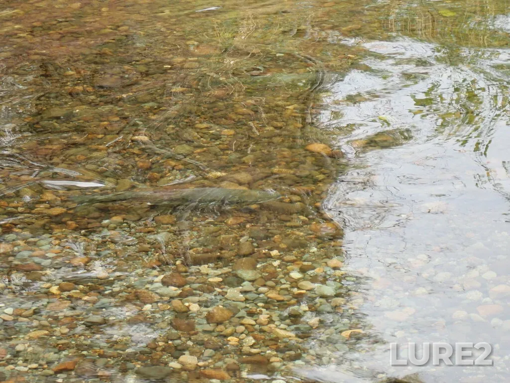 Chum salmon — Tsolum River, Oct 16, 2024, 1:58 PM