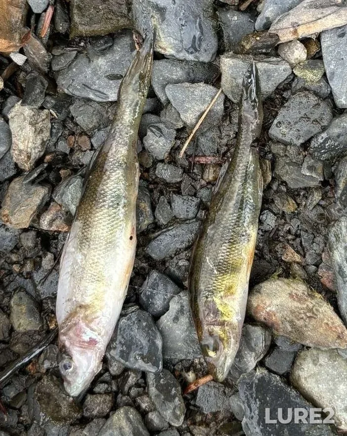 Yellow perch — Mersey River, Oct 04, 2024, 3:45 PM