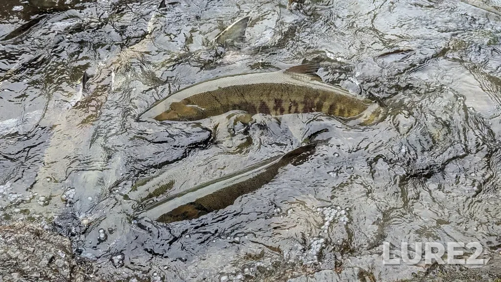 Chum salmon — Puntledge River, Oct 19, 2024, 3:00 PM