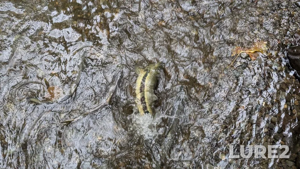 Chum salmon — Puntledge River, Oct 19, 2024, 3:43 PM