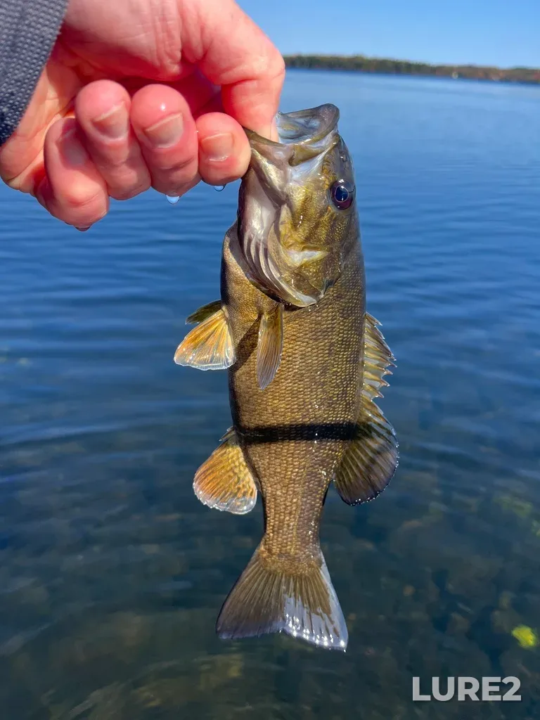 Smallmouth bass — Fancy Lake, Oct 19, 2024, 12:34 PM