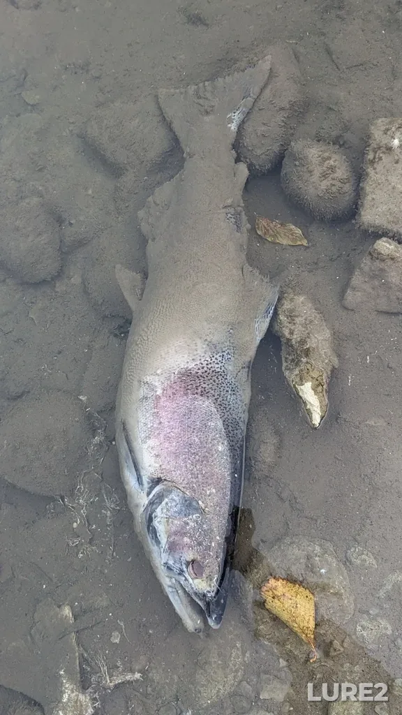 Chinook salmon — Ganaraska River, Oct 21, 2024, 6:12 PM