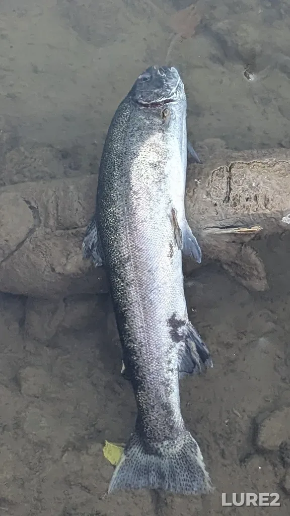 Rainbow trout — Ganaraska River, Oct 21, 2024, 6:13 PM