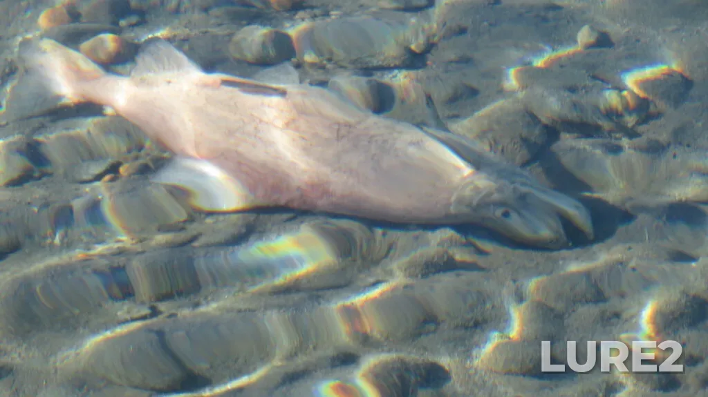 Sockeye salmon — Kalamalka Lake, Oct 22, 2024, 10:50 AM