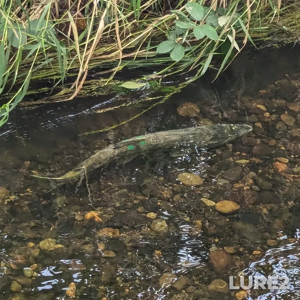 Chum salmon — Vedder River, Oct 22, 2024, 1:36 PM