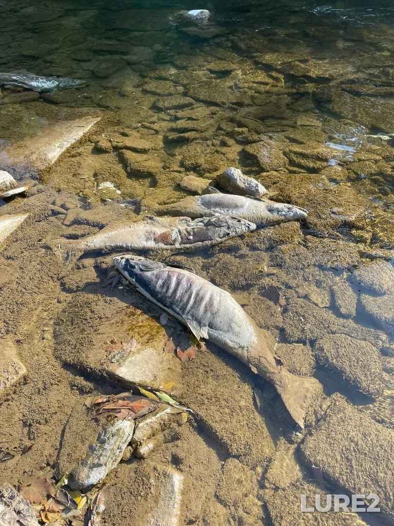 Chinook salmon — Credit River, Oct 19, 2024, 10:31 AM