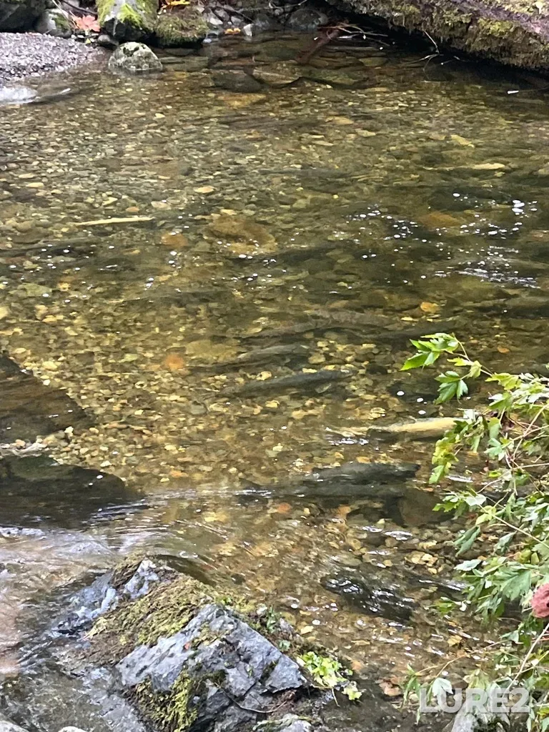 Chum salmon — Charters River, Oct 23, 2024, 9:46 AM