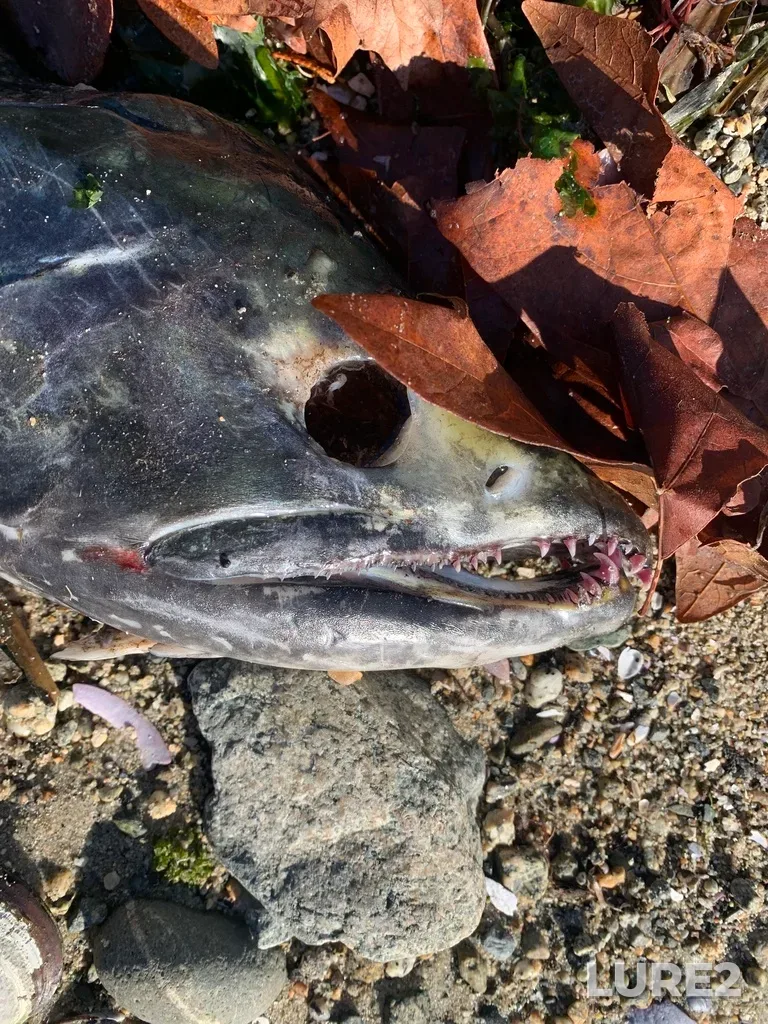 Chum salmon — Malaspina Strait, Oct 23, 2024, 2:18 PM