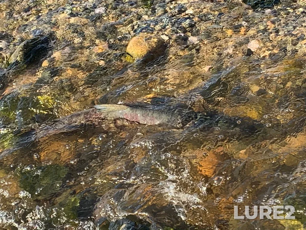 Chum salmon — Malaspina Strait, Oct 23, 2024, 2:30 PM