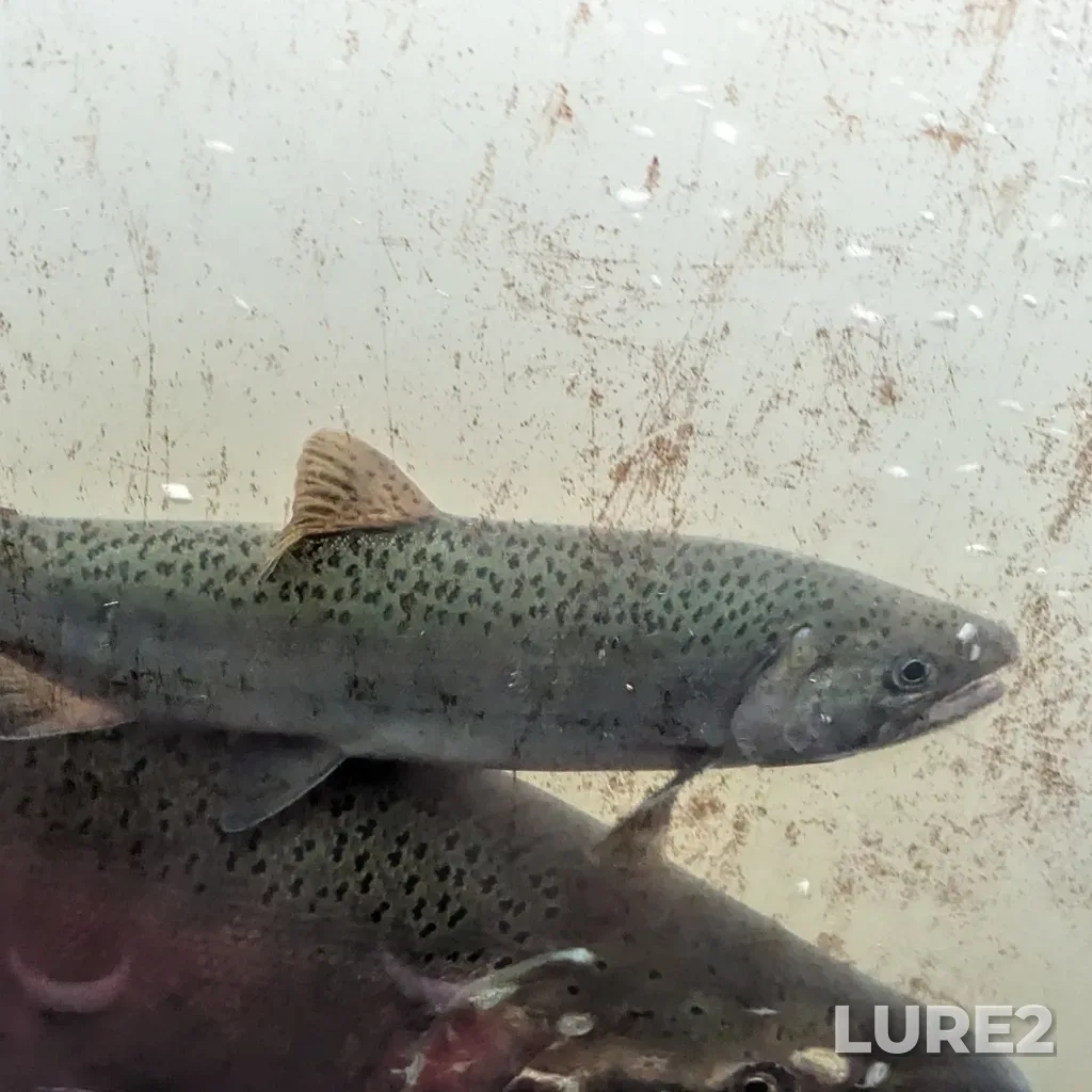 Coho salmon — Capilano River, Oct 25, 2024, 2:57 PM