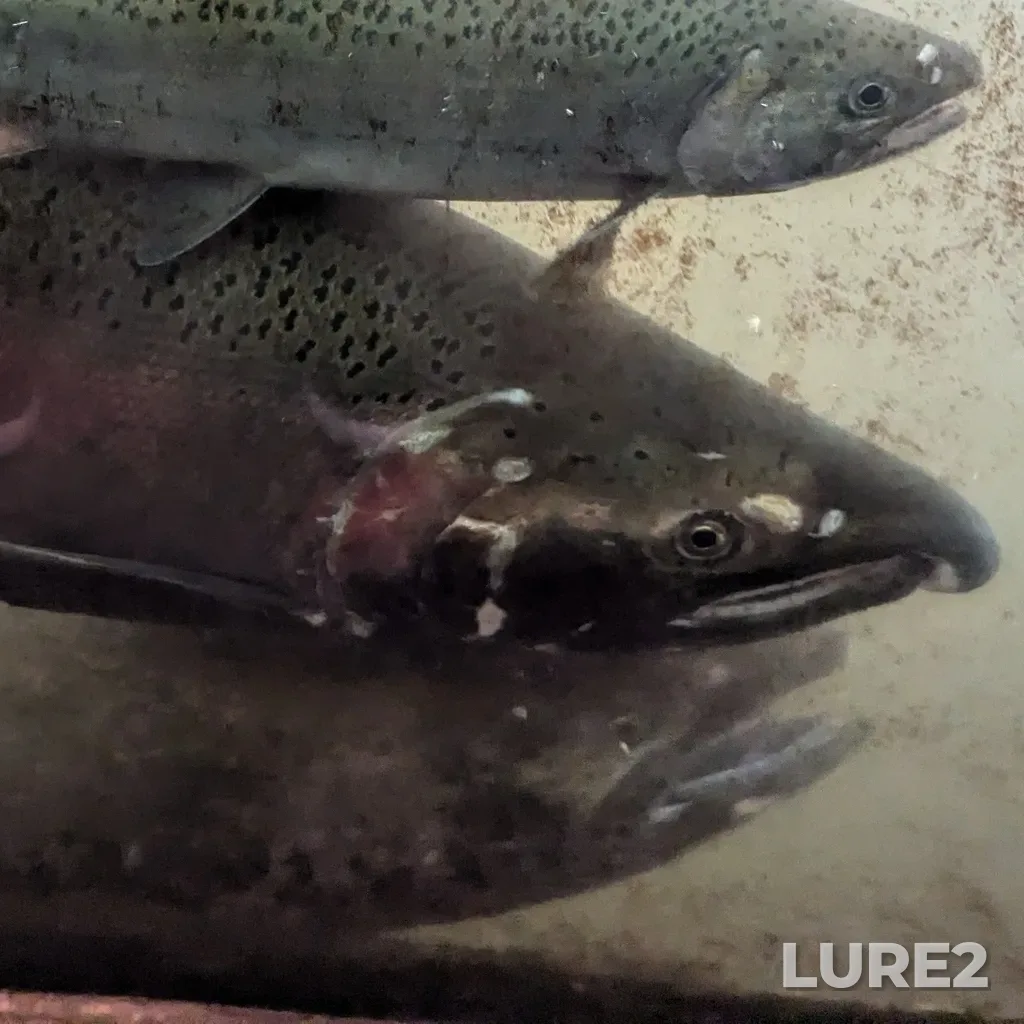 Coho salmon — Capilano River, Oct 25, 2024, 2:57 PM