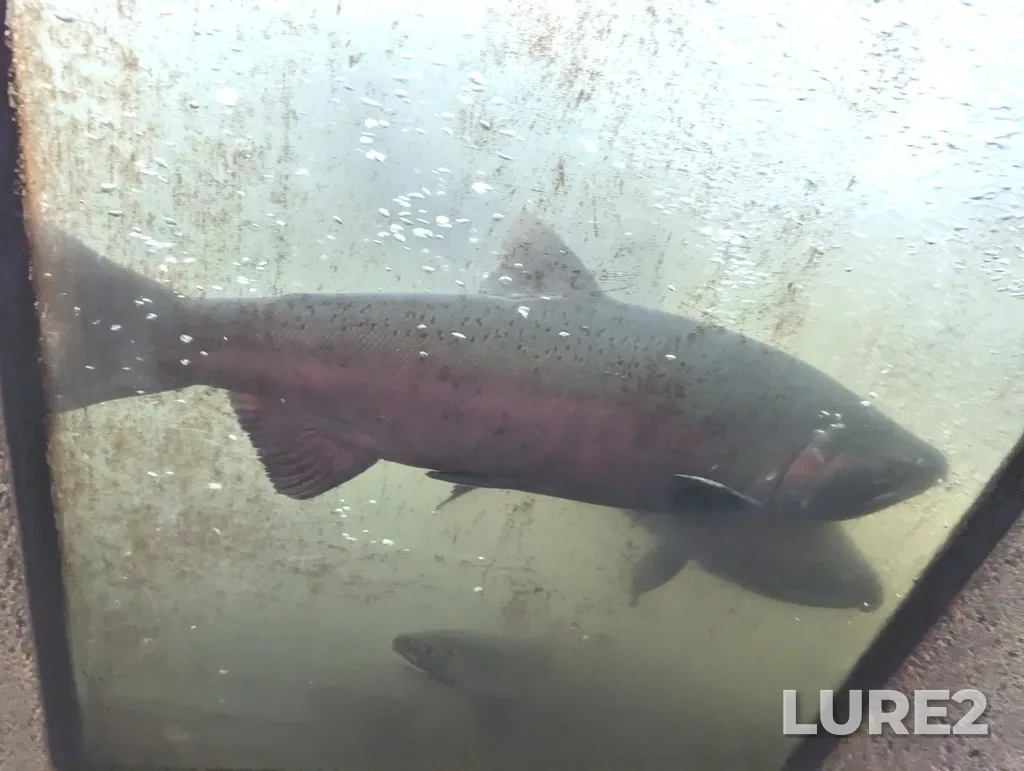 Coho salmon — Capilano River, Oct 25, 2024, 2:58 PM