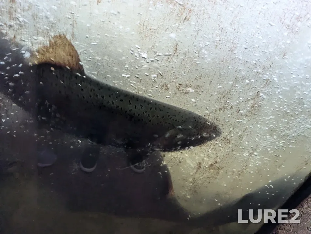 Coho salmon — Capilano River, Oct 25, 2024, 2:59 PM