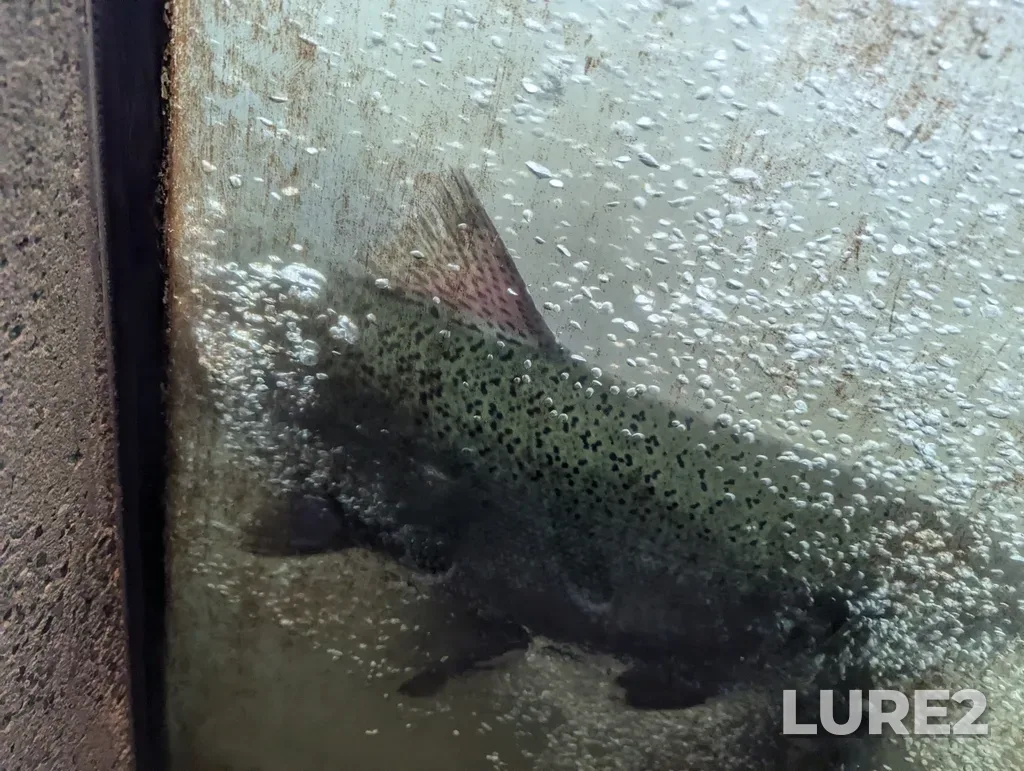 Coho salmon — Capilano River, Oct 25, 2024, 2:59 PM