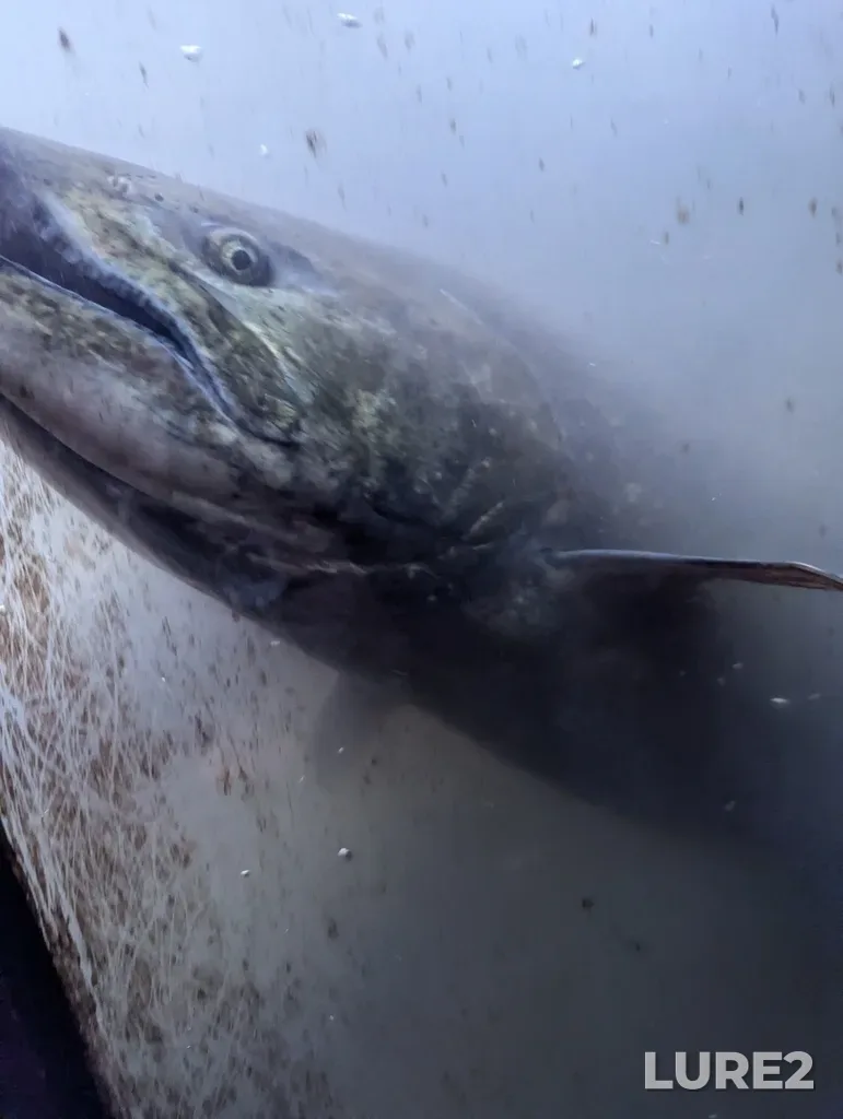 Chinook salmon — Capilano River, Oct 25, 2024, 3:00 PM