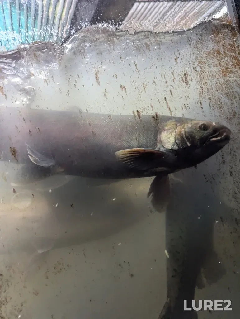 Coho salmon — Capilano River, Oct 25, 2024, 3:00 PM