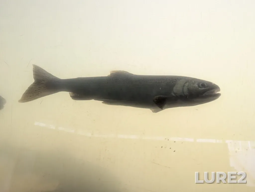 Coho salmon — Capilano River, Oct 25, 2024, 3:01 PM