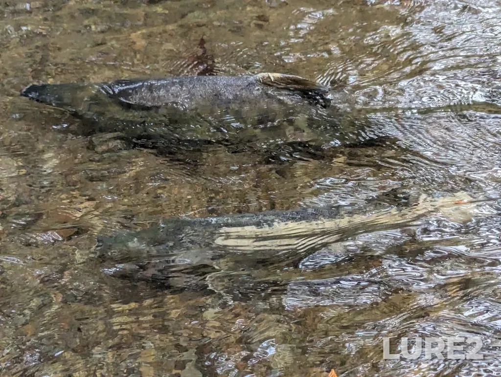 Chum salmon — Lake Errock, Oct 25, 2024, 11:08 AM