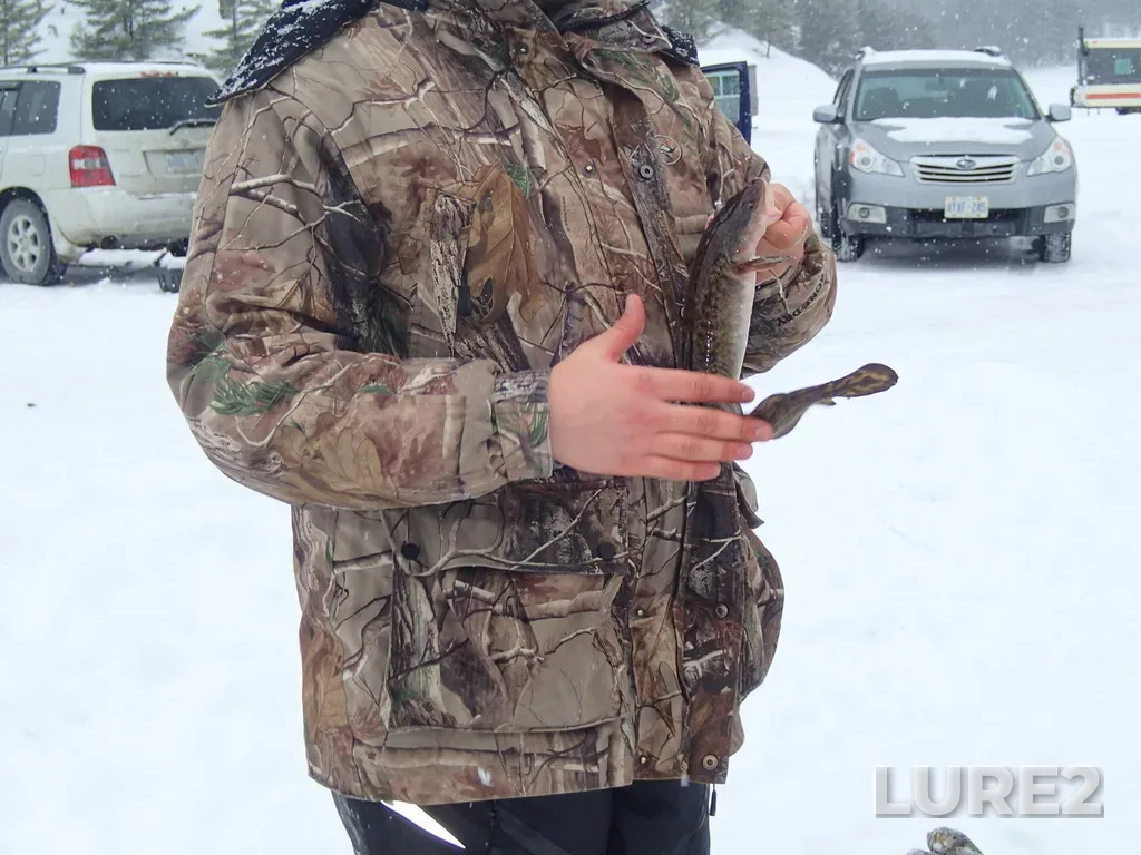 Burbot — Lake Panache, Jan 31, 2015, 2:00 PM